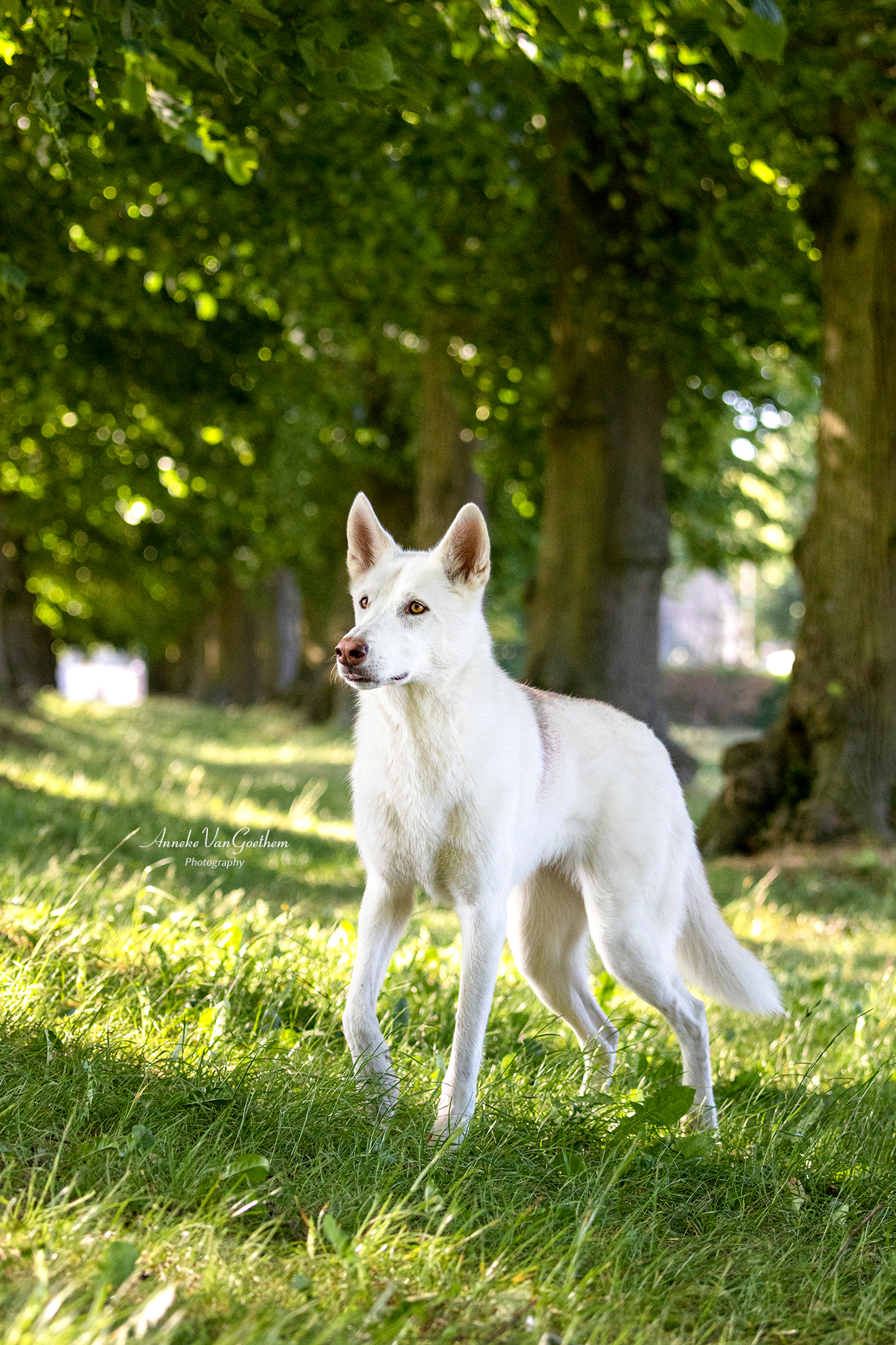 fotografen Gent | Anneke Van Goethem Photography